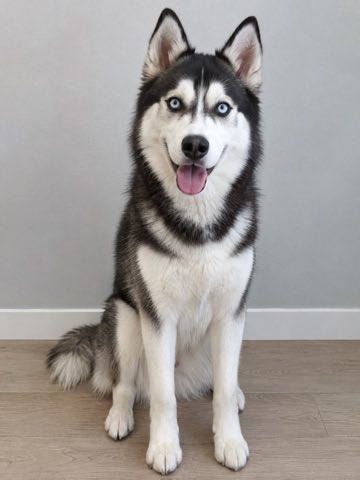 Him & his husky example input photo: turns into the zombie